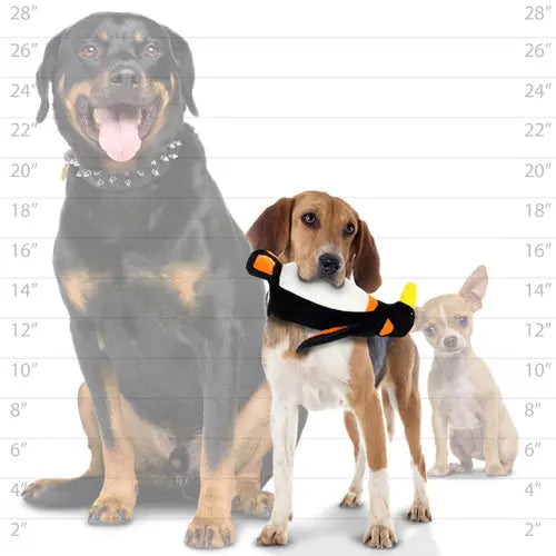 Three dogs of different sizes with a playful beagle holding a toy in front of a Rottweiler and Chihuahua.