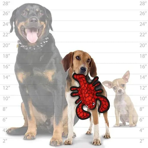 Dogs of various sizes with a red octopus toy, showcasing pet playtime and companionship.