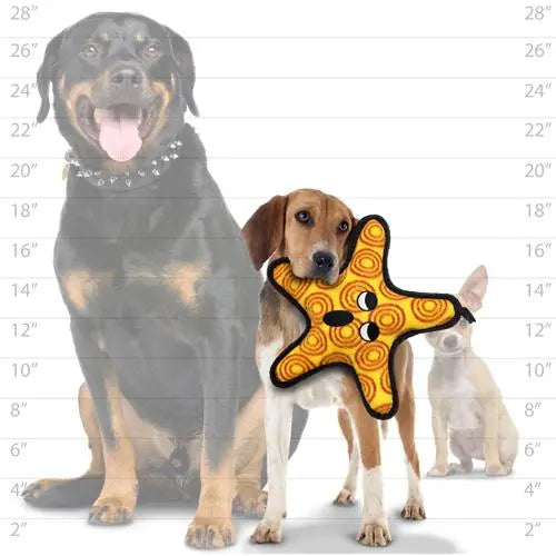 Beagle holding a star-shaped toy with a Rottweiler silhouette in the background for size comparison.