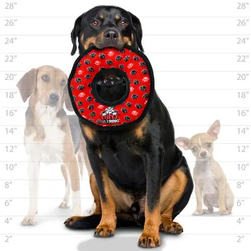 Dog wearing a red protective collar, showcasing size options with other dogs in the background.