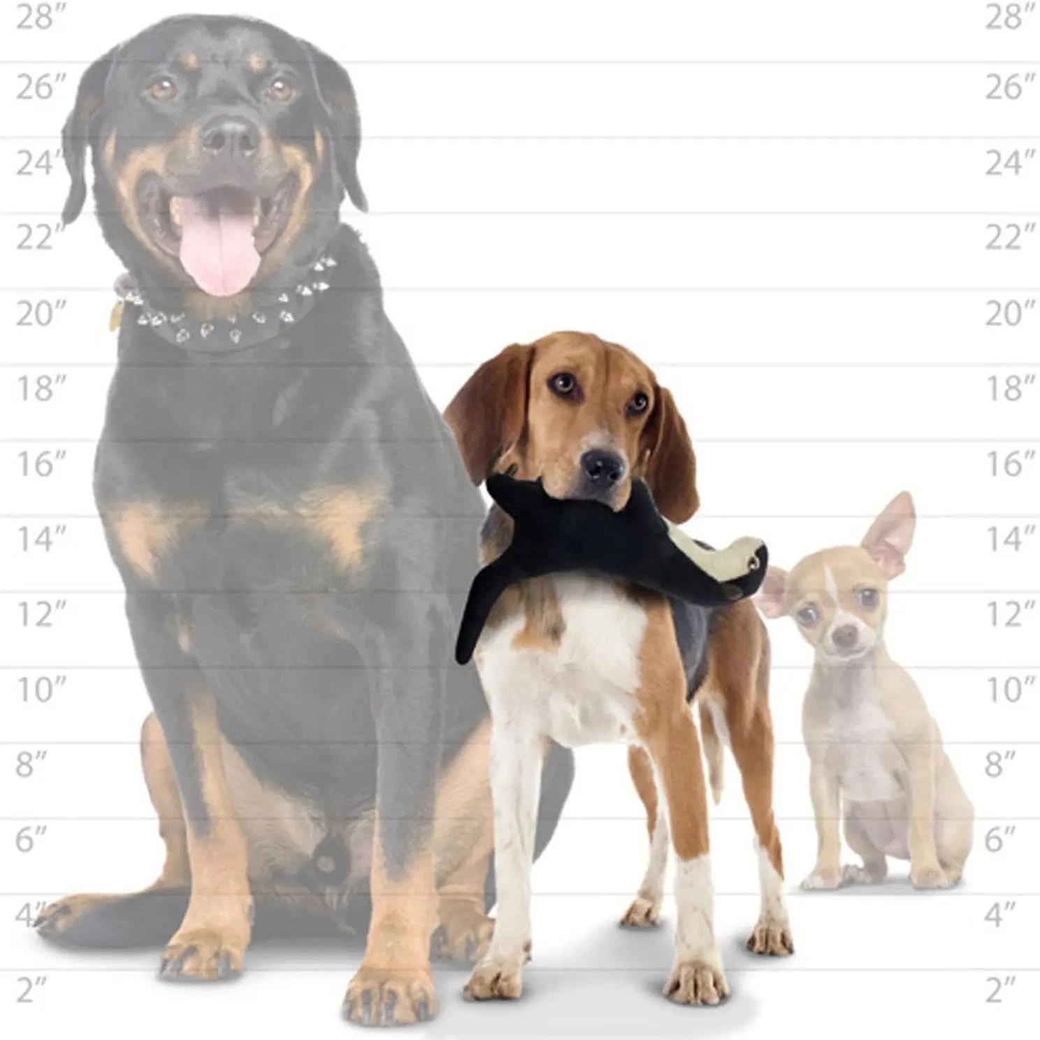 Three dogs of different sizes stand together, showcasing their playful personalities and unique breeds.