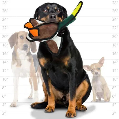 Rottweiler holding a plush duck toy, showcasing playful pet accessories for dogs.