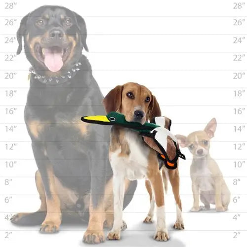 Three dogs of different sizes posing with a plush duck toy against a height chart backdrop.