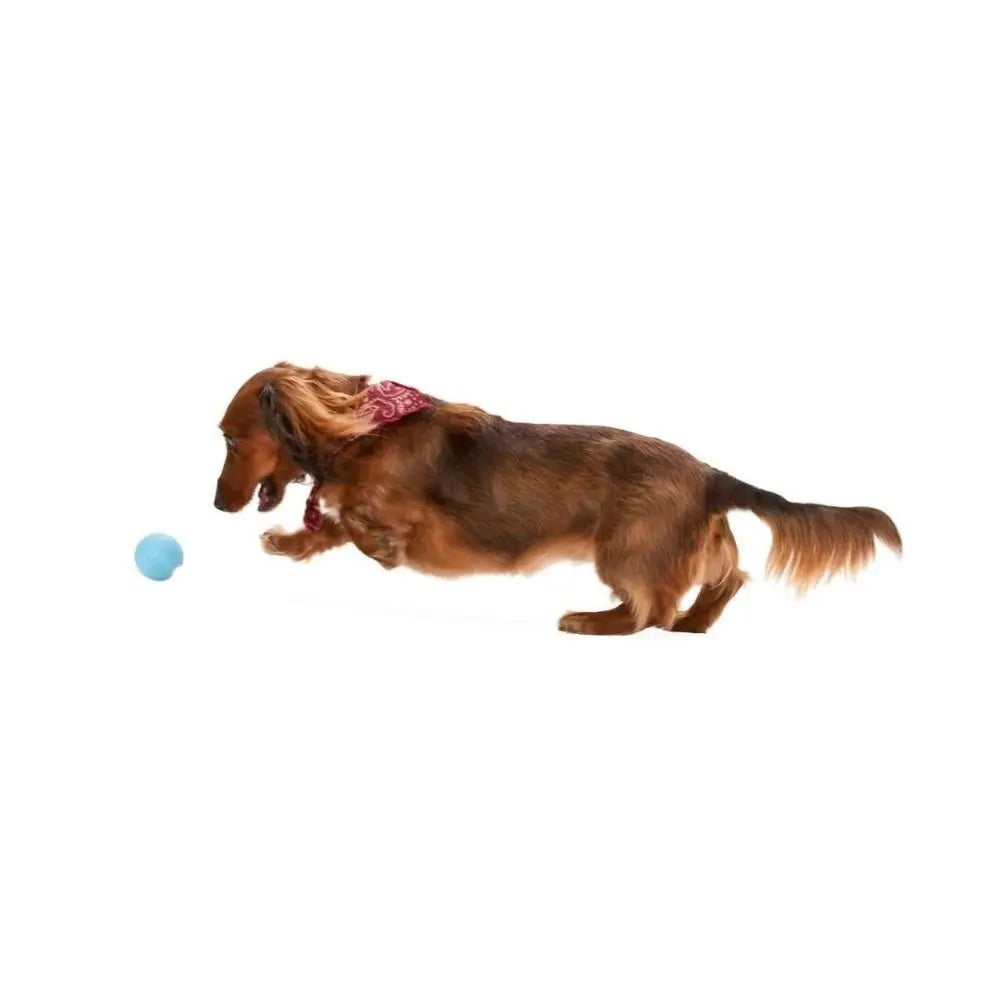 West Paw Jive Dog Chew Toy   | Low Prices | Canine & Co