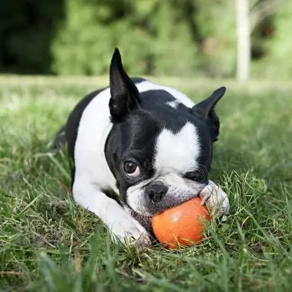 West Paw Jive Dog Chew Toy   | Low Prices | Canine & Co