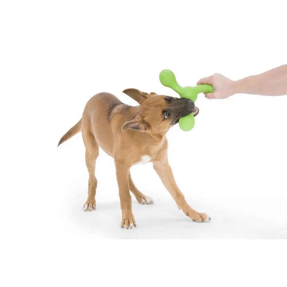 Dog playing tug-of-war with a green rubber toy, showcasing fun and interactive pet playtime.