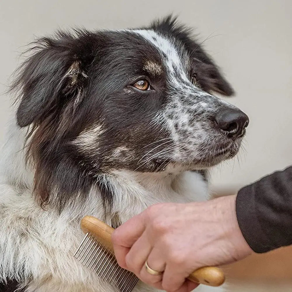 Dog grooming session with a hand brushing a black and white dog's fur for a healthy coat.