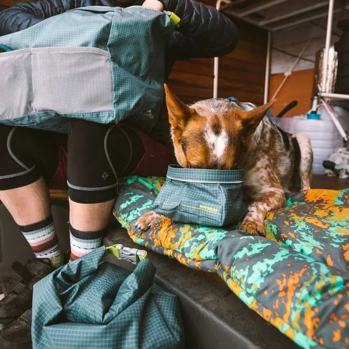 Dog exploring a green and blue camping bag while sitting on a colorful outdoor mat.