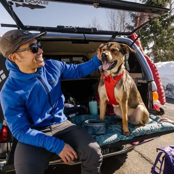 Man enjoying time with a happy dog in a car trunk during an outdoor adventure.