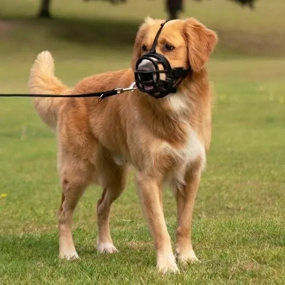 Golden retriever wearing a muzzle on a leash in a grassy park setting.