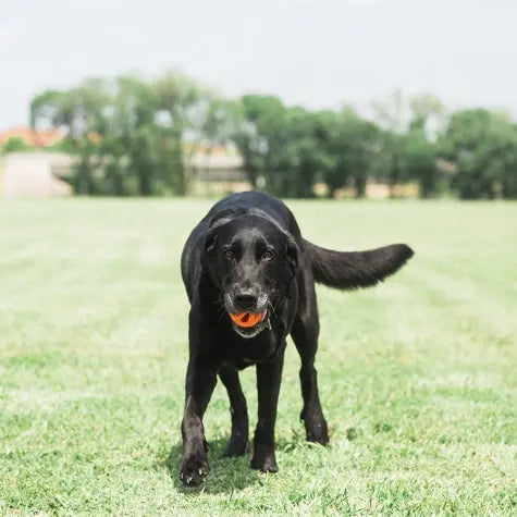 Black Labrador retriever playing fetch with a bright orange ball in a grassy field.