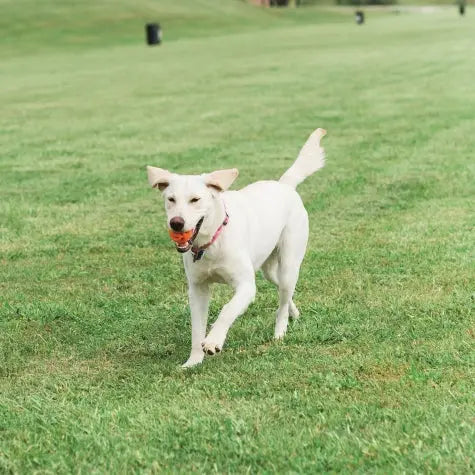 Happy white dog running on green grass with a ball in its mouth.