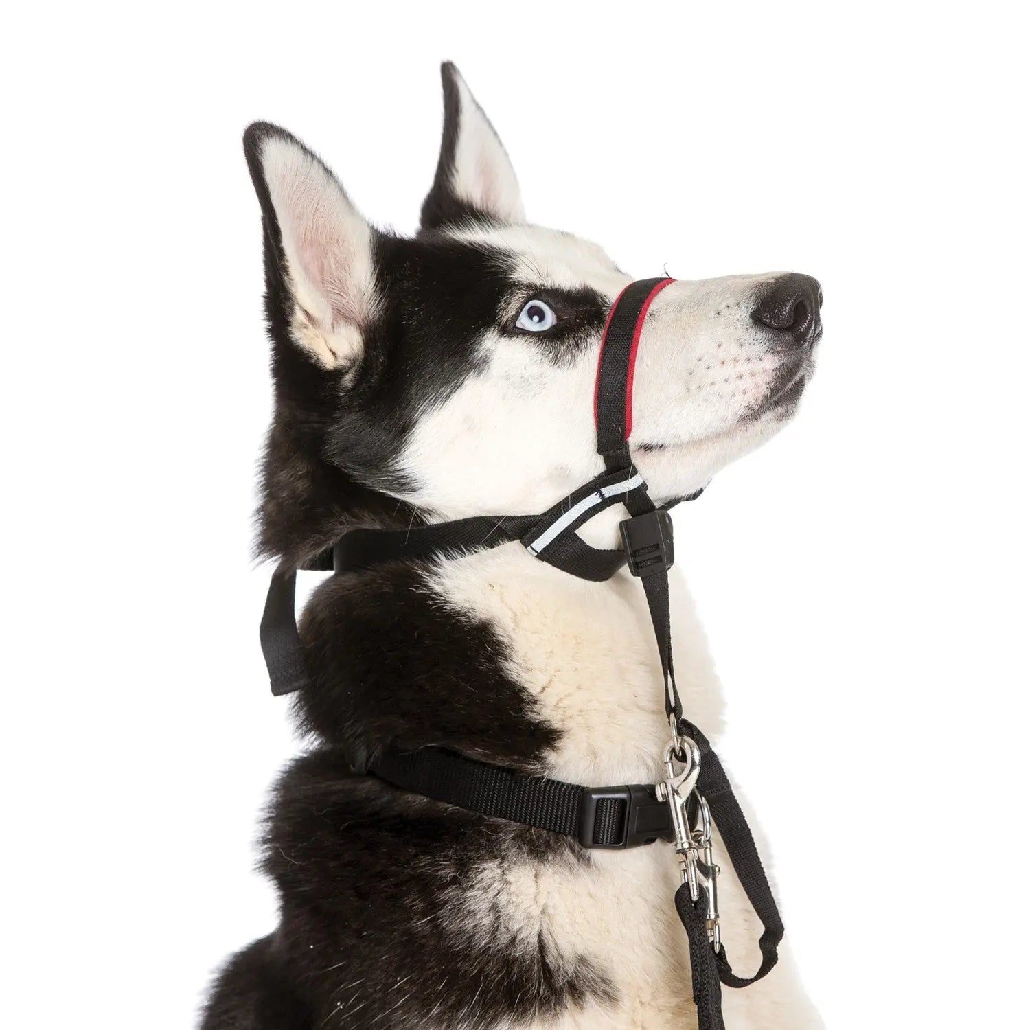 Company of Animals Halti OptiFit Head Collar   | Low Prices | Canine & Co