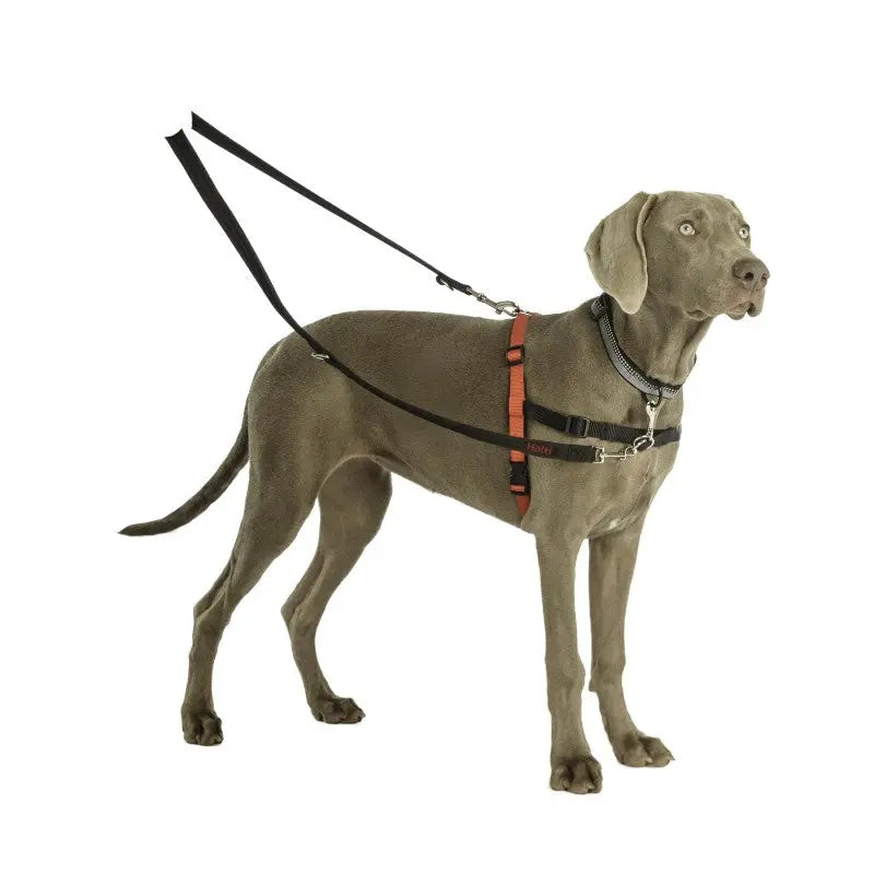 Dog wearing a harness and leash, ready for a walk, showcasing comfort and control for pet owners.