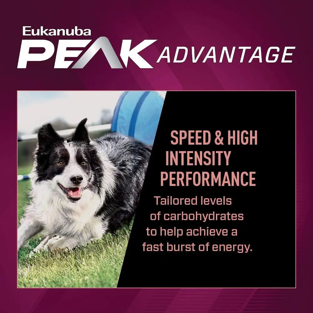 Border collie showcasing speed and agility, highlighting Eukanuba Peak Advantage for high-performance energy.