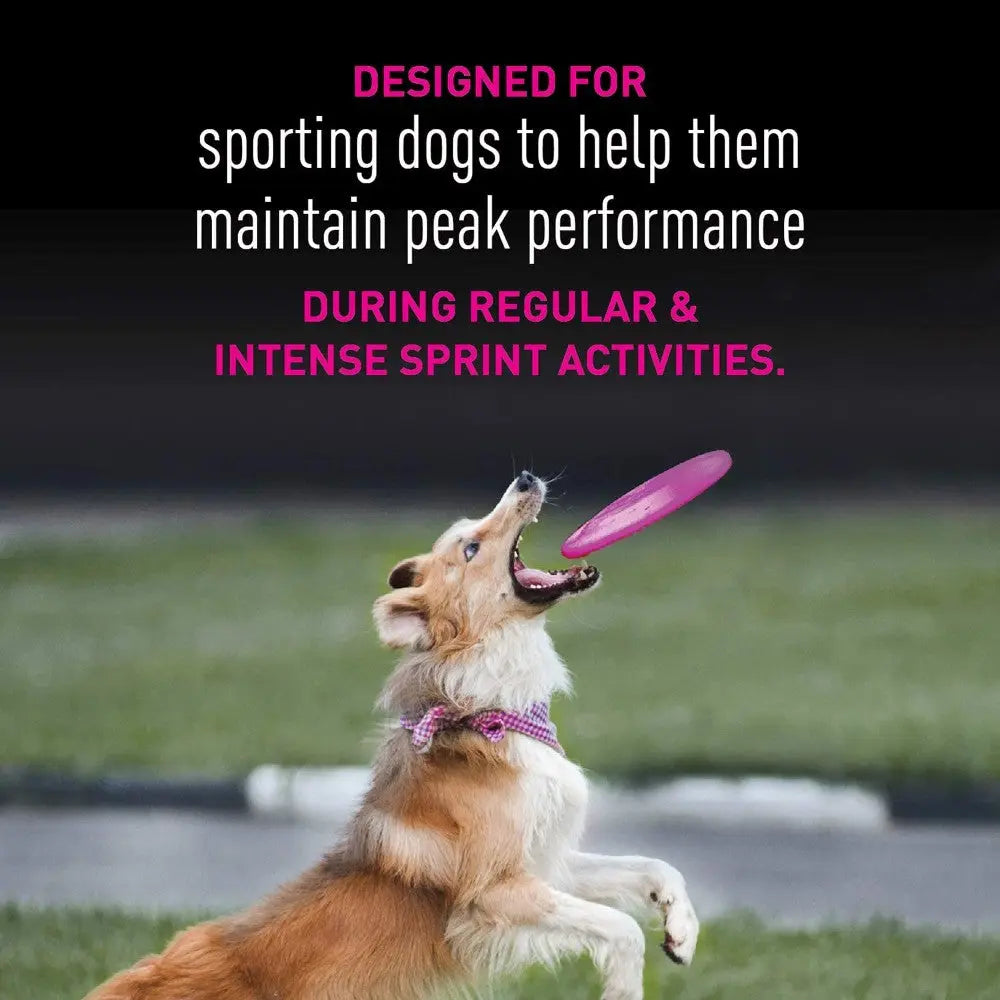 Sporting dog jumping to catch a frisbee, showcasing peak performance during intense activities.