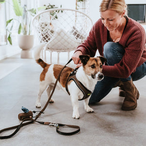 Hunter Hilo Comfort Step-In Harness Brown Lifestyle Image With Jack Russel