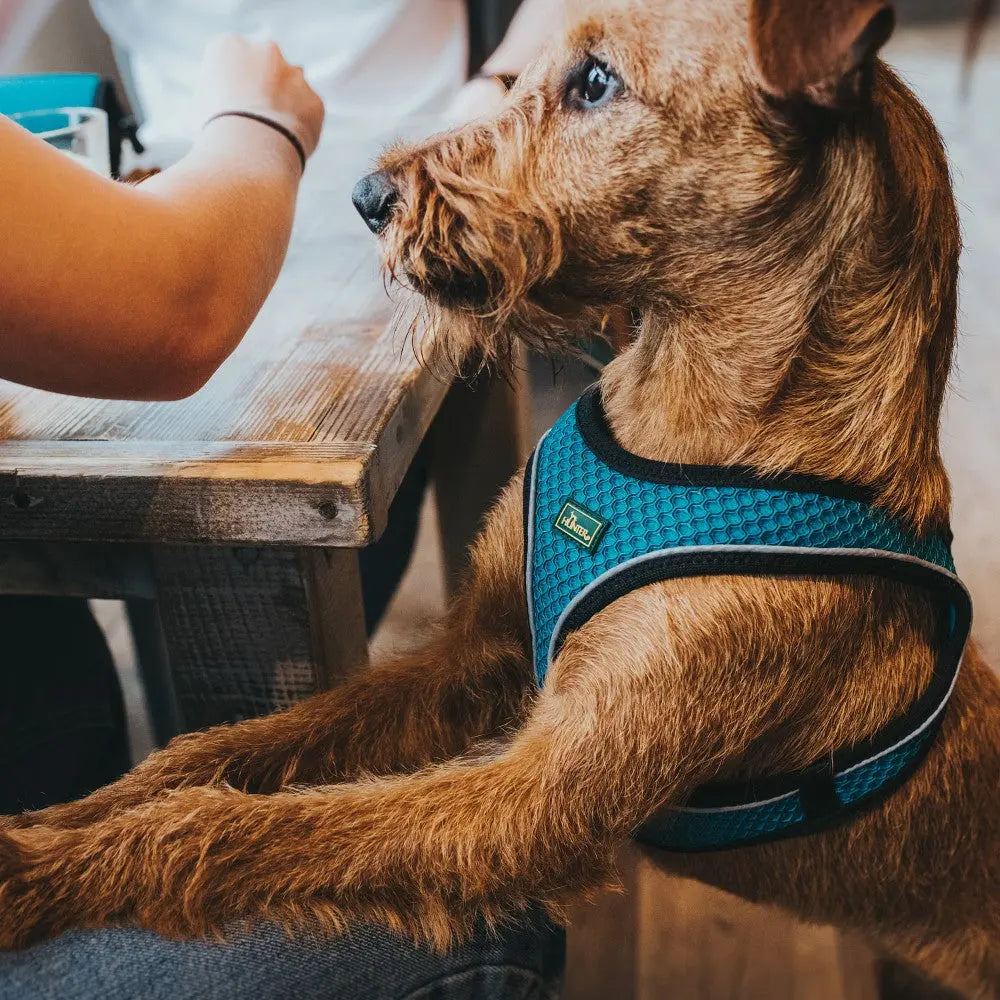 Dog in a blue harness sitting at a table, enjoying time with its owner.