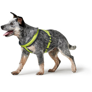 Hunter London Comfort Padded Harness Lime Lifestyle Image with Dog