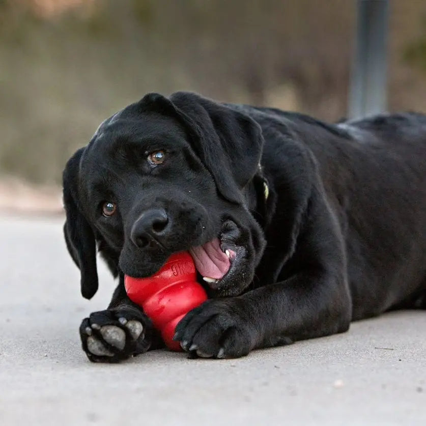 Black Labrador chewing on a red Kong toy outdoors, showcasing playful pet behavior.