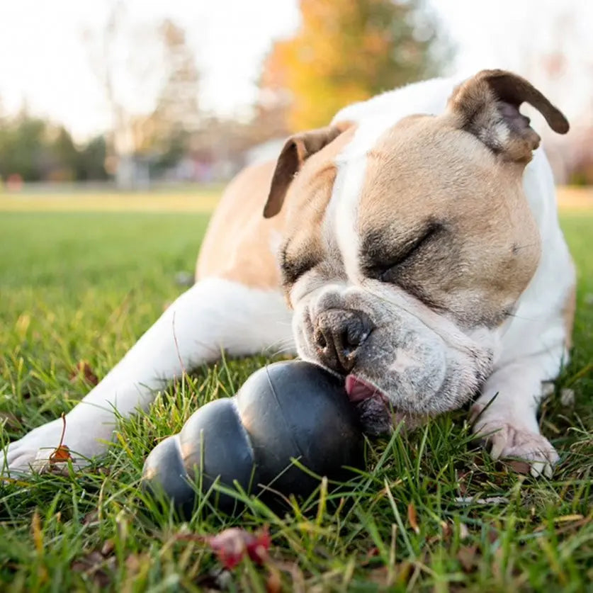 Dog enjoying a black Kong toy on green grass in a sunny park setting.