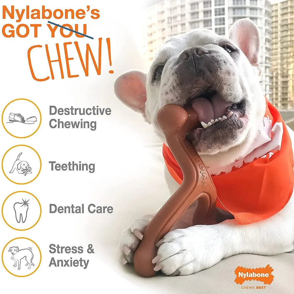 Dog chewing on a Nylabone toy, promoting dental care and reducing anxiety.