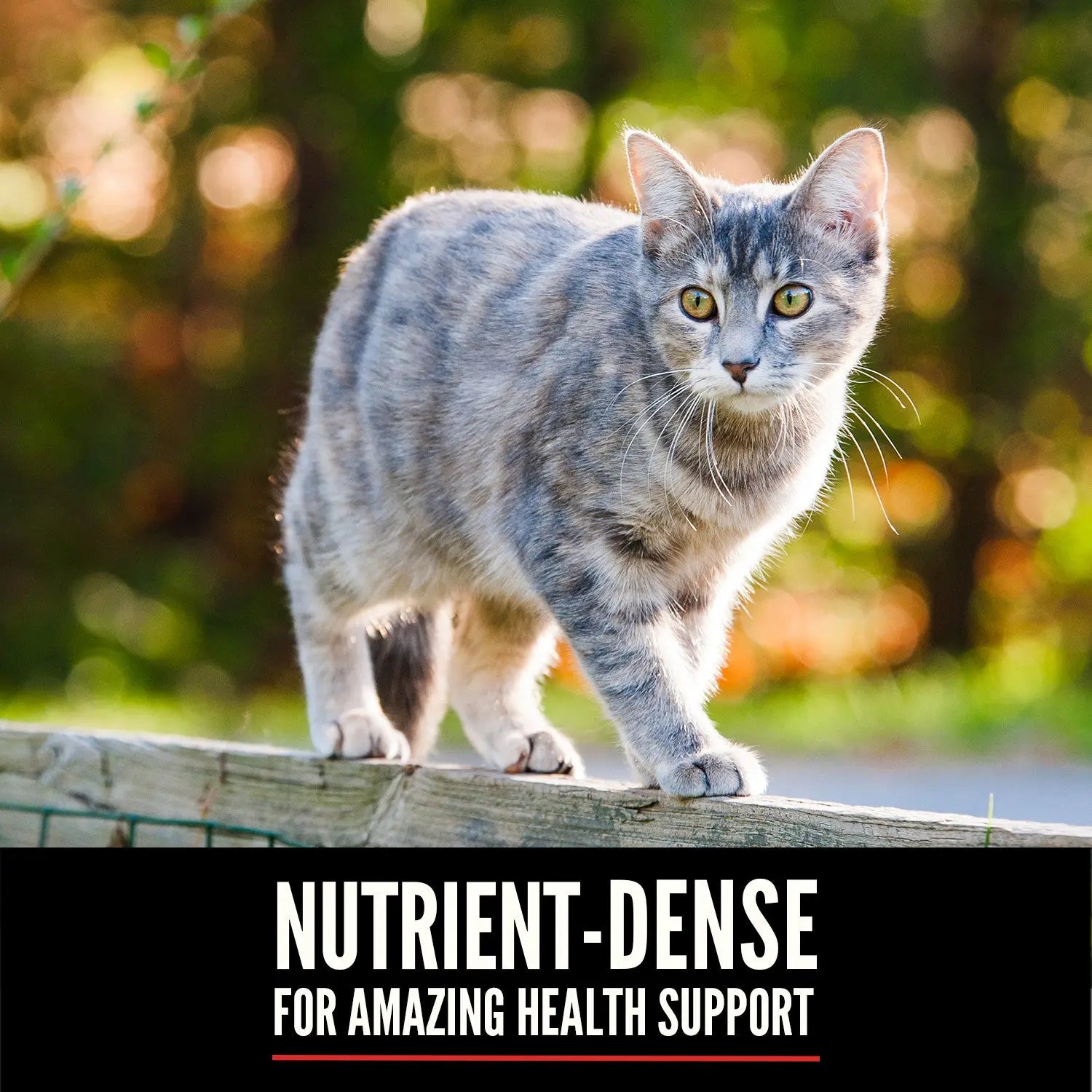 Gray cat walking on a fence, promoting nutrient-dense food for optimal health support.