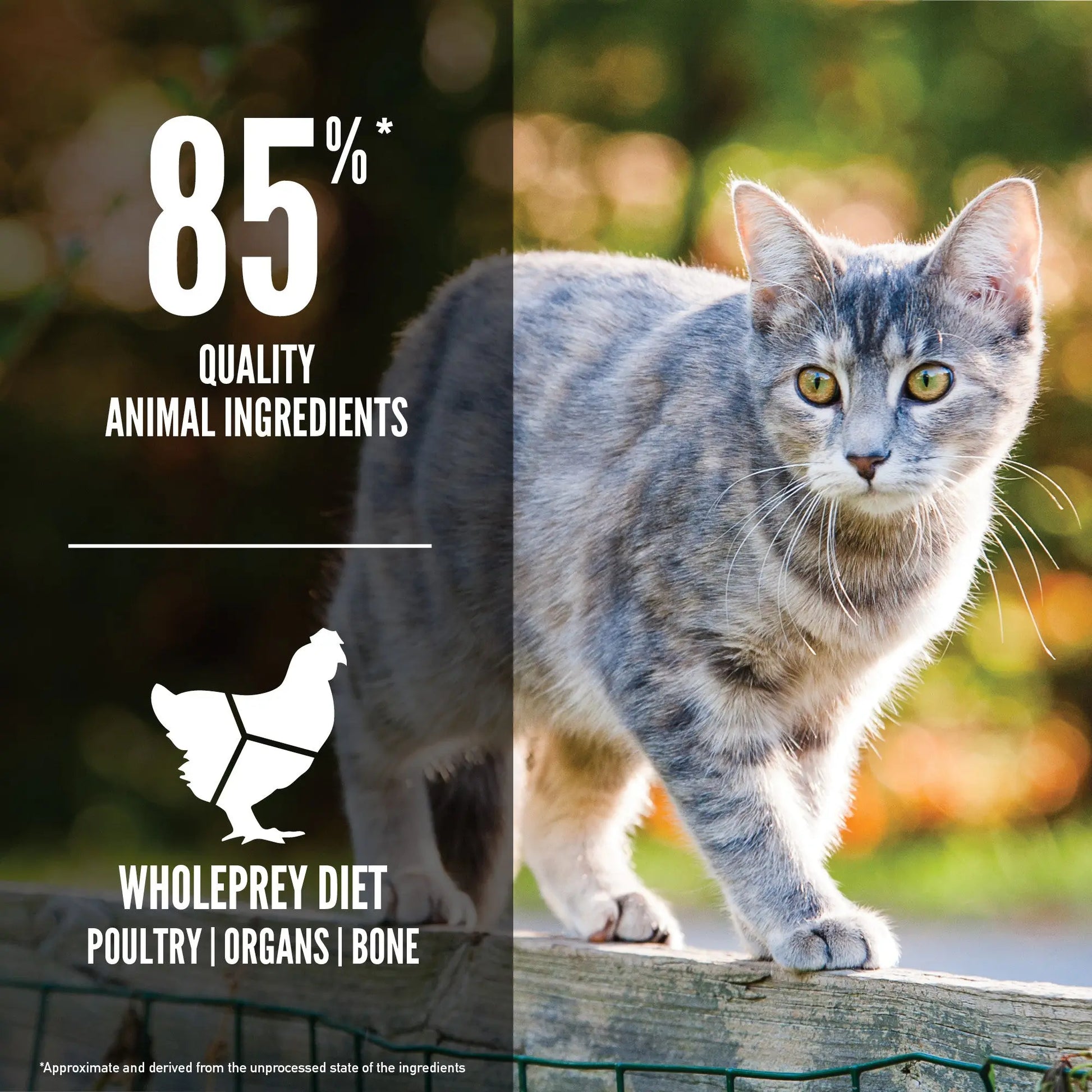 Gray cat outdoors with text highlighting 85% quality animal ingredients in a whole prey diet.