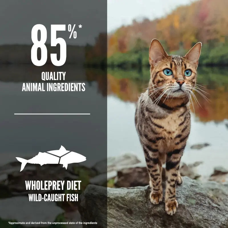 Cat by the water, showcasing a whole prey diet with 85% quality animal ingredients.