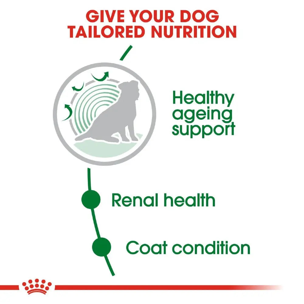 Royal Canin Mini Ageing +12 Dry Dog Food   | Low Prices | Canine & Co