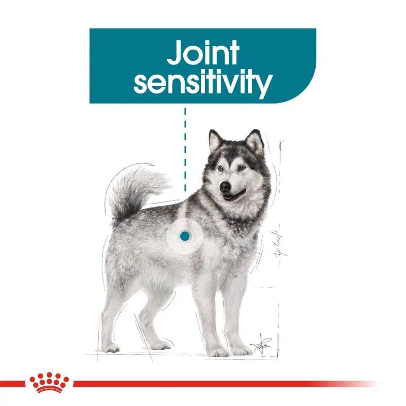 Illustration of a dog highlighting joint sensitivity for pet care education.
