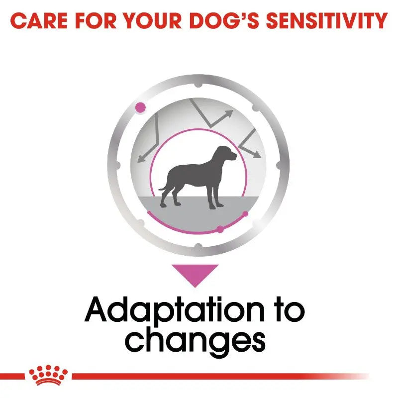 Infographic illustrating adaptation to changes for dog sensitivity care.