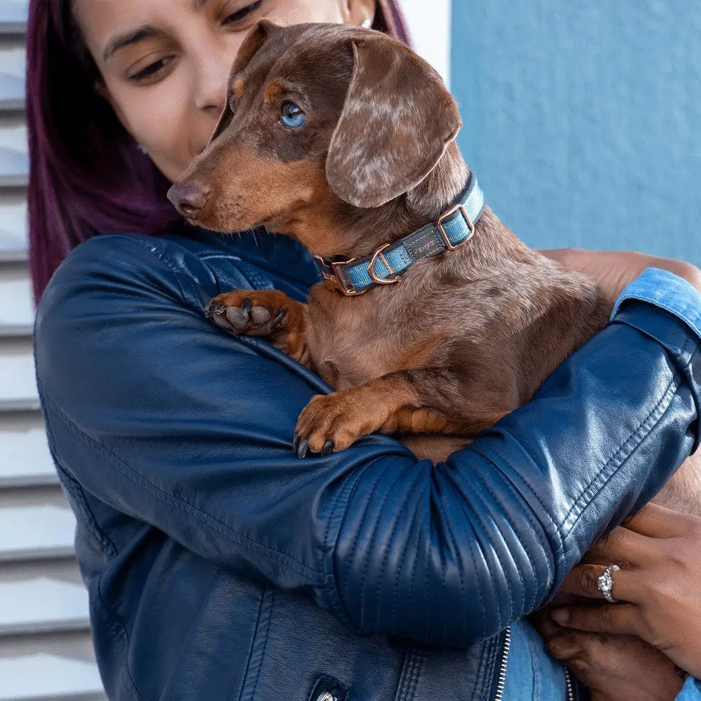 Rogz Urban Classic Collar product image for dogs online