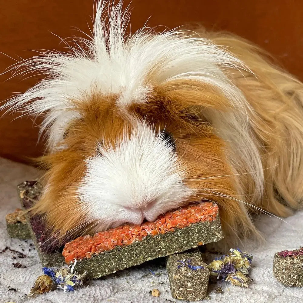 Fluffy guinea pig resting on colorful chew blocks for dental health and enrichment.