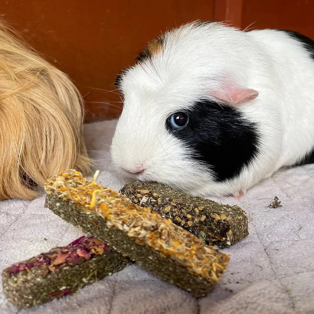 Guinea pig enjoying nutritious chew sticks made from natural ingredients and herbs.