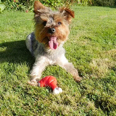 Happy dog playing with a red toy on green grass in a sunny garden.