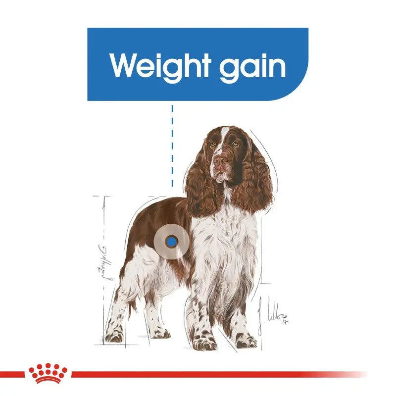 Illustration of a dog highlighting weight gain with informative graphics and labels.