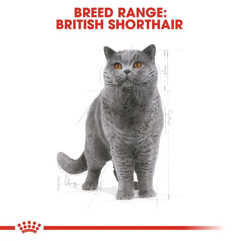British Shorthair cat illustration showcasing breed characteristics and features.
