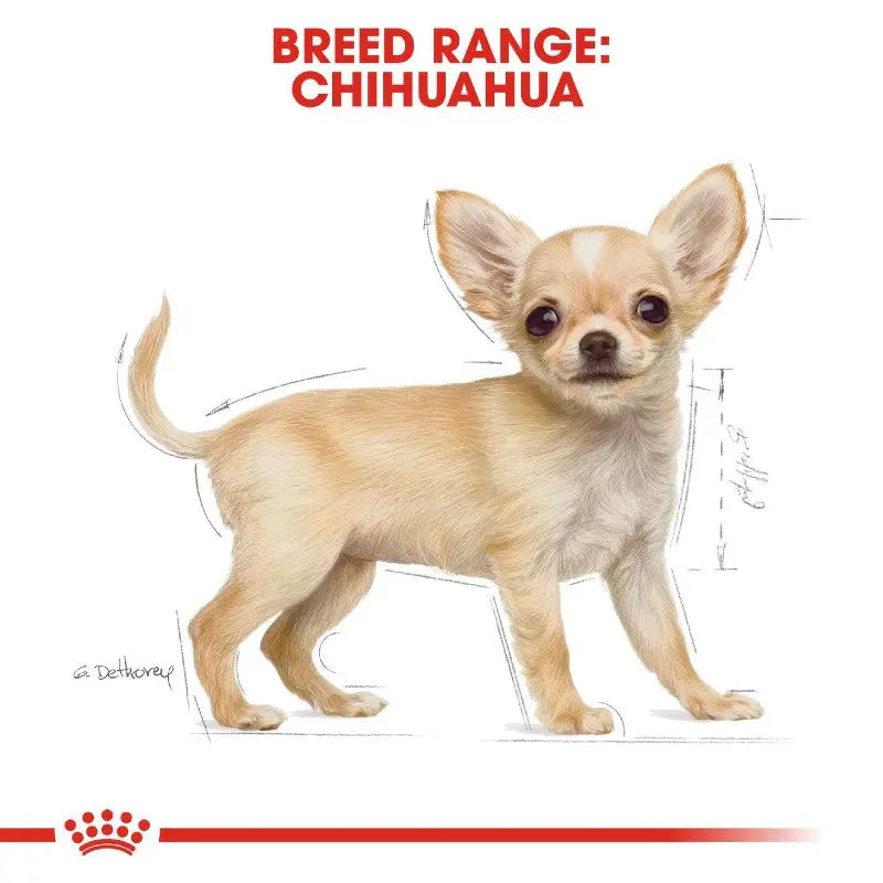 Chihuahua breed illustration showcasing its distinct features and characteristics.