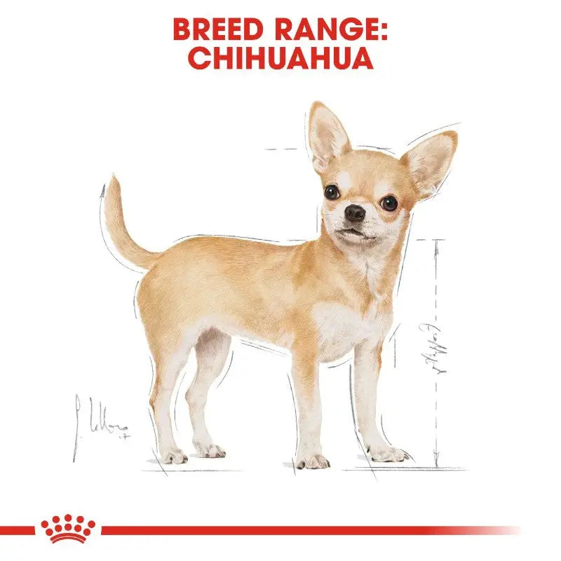Chihuahua breed illustration showcasing size and characteristics for dog enthusiasts.
