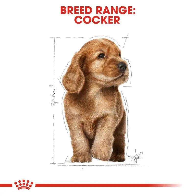 Cocker spaniel puppy illustration showcasing breed characteristics and dimensions.