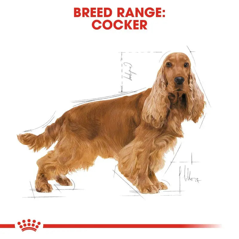 Royal Canin Cocker Spaniel Adult Dry Dog Food   | Low Prices | Canine & Co