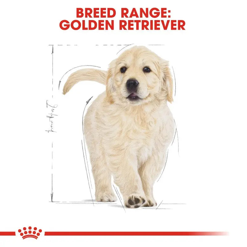 Golden Retriever puppy illustration showing breed range and size dimensions.