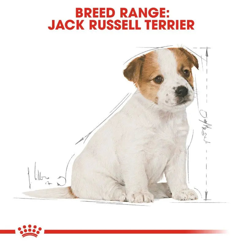 Jack Russell Terrier breed illustration with size dimensions and breed information.