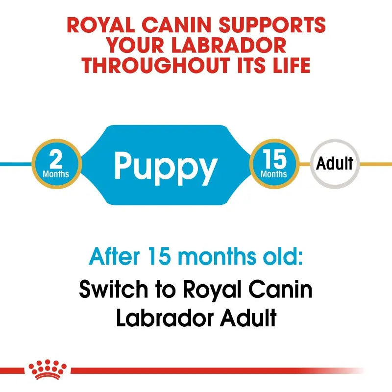 Infographic on Royal Canin's feeding guide for Labrador puppies and adults.