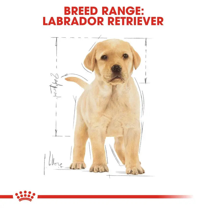 Labrador Retriever breed range illustration with dimensions and a cute puppy.