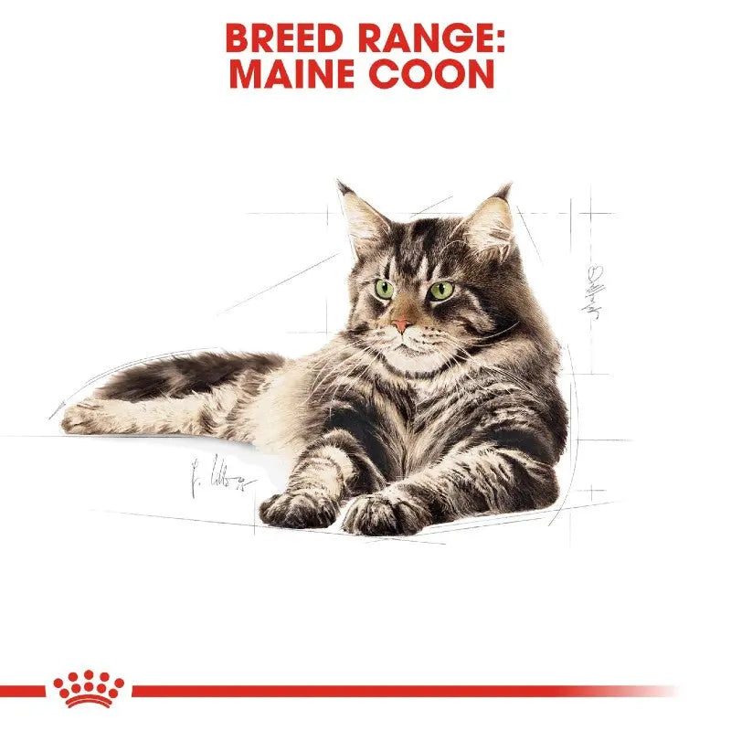 Royal Canin Breed Maine Coon Adult Dry Cat Food   | Low Prices | Canine & Co
