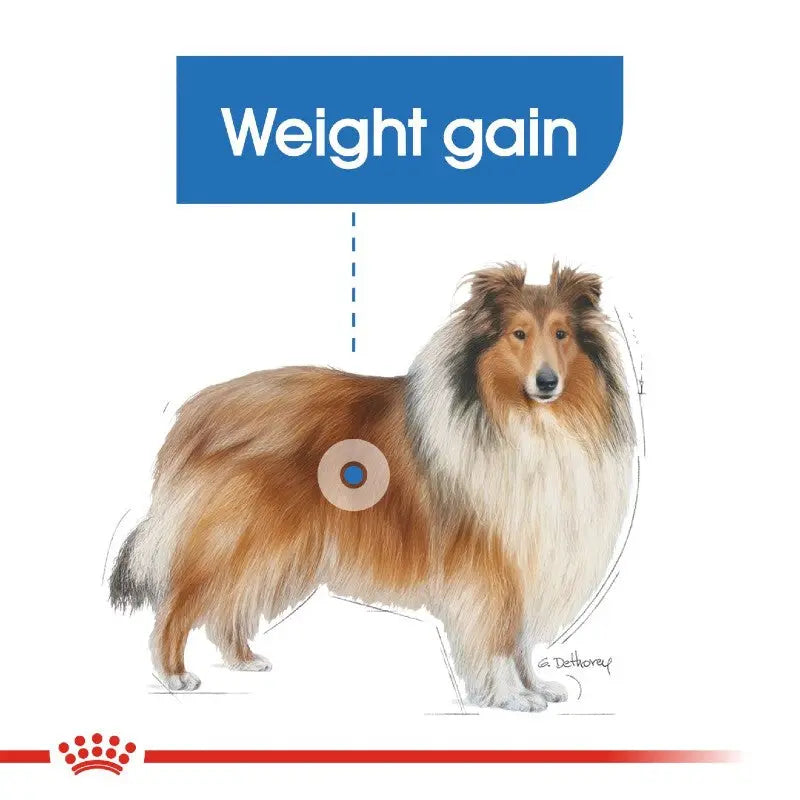 Illustration of a collie highlighting weight gain for pet health awareness.