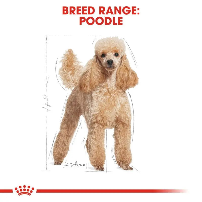 Poodle breed illustration showcasing its distinct features and characteristics.
