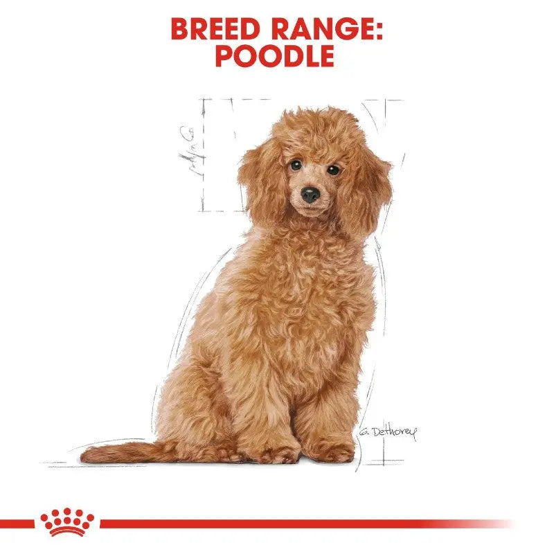 Poodle breed illustration showcasing size range and characteristics in a vibrant design.